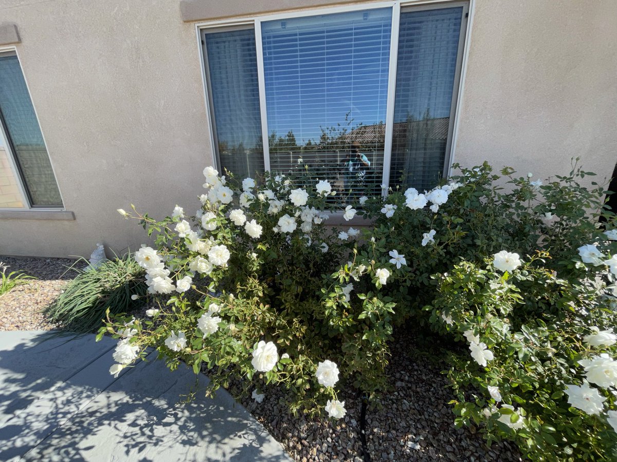 HighDesertGems's tweet photo. #roses still #blooming in late #November in @AppleValleyCA  #SoCal #highdesert @TheMontyDon #GlobalWarming @Bonn1eGreer #icebergroses #lantana https://t.co/MNBChGD8E7