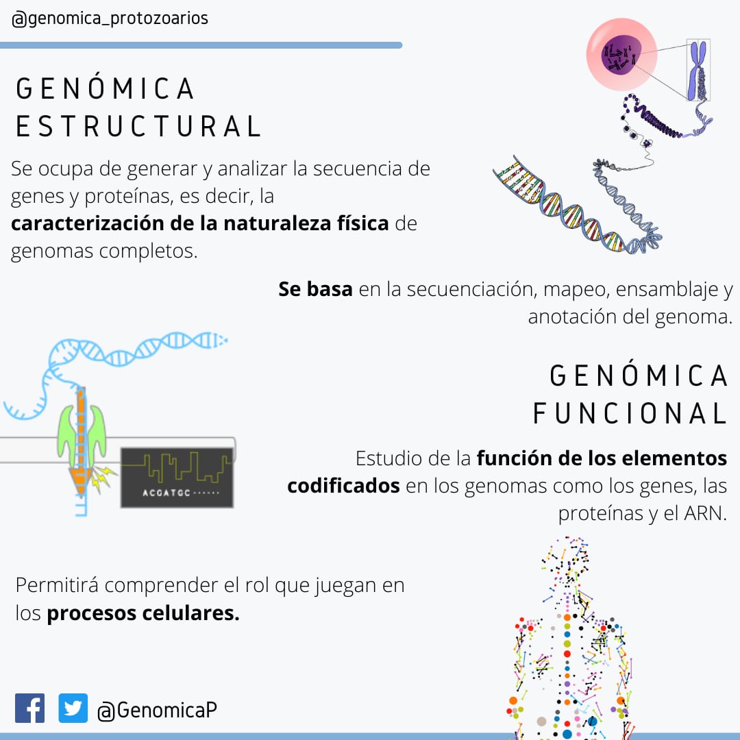 GenomicaP's tweet photo. La genómica estudia los diferentes ámbitos del genoma 🧬🧬 ésta se subdivide en cuatro principales áreas, dependiendo de su enfoque.

👉🏼 Dos de ellas son la estructural y la funcional.

#omics #genomics #funtional #structural #science #health #unam #ccg #ncbi #genes #genome #dna https://t.co/a8vSLYboK8
