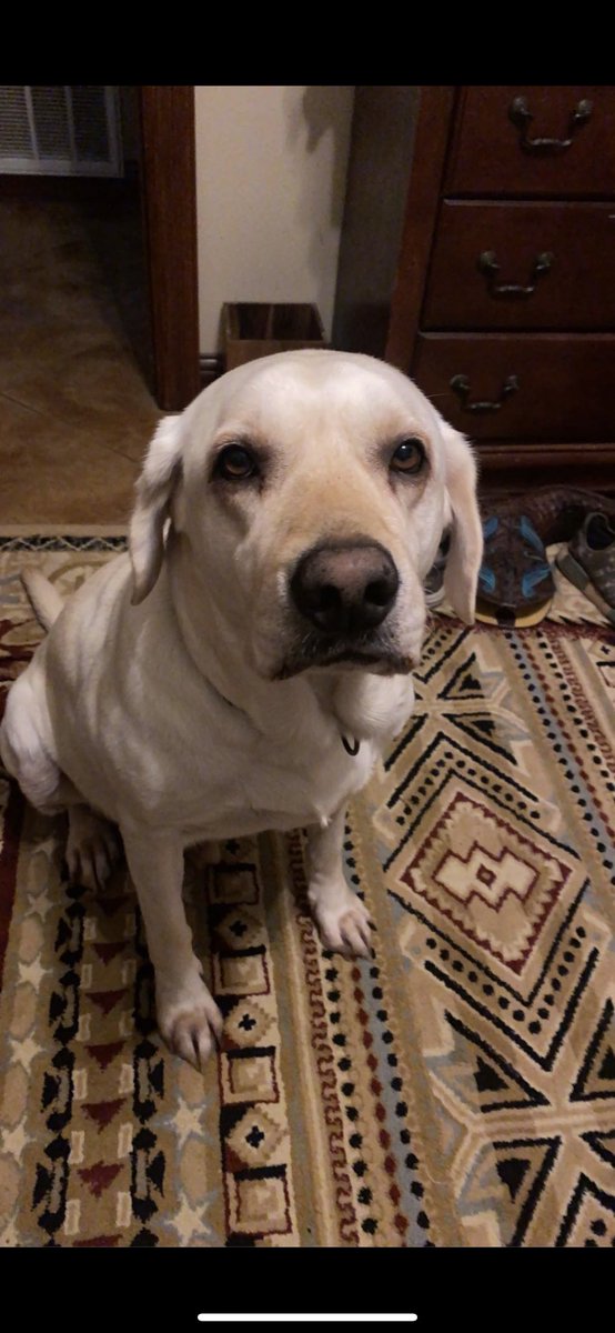 RIP my sweet Jágër boy, daddy loves you more than you’ll ever know. If you knew Jág you knew he was the sweetest big boy, please keep me in your prayers.