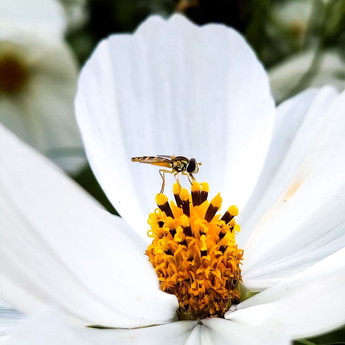 Capture the world in full bloom with super hi-res technology.

tcl.com/au/en/mobile.h…

#TCLMobile #ShotOnTCL #DisplayGreatness