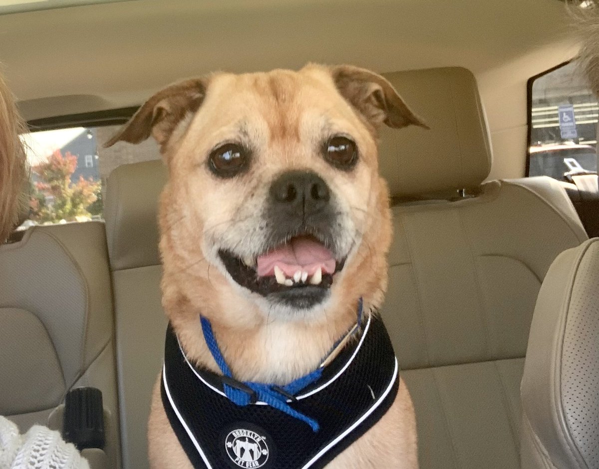 lockerbie's tweet photo. @tonyposnanski Meet Boomer. We adopted this sweet senior Puggle after his owner passed. This a close up of him enjoying his freedom ride as left the shelter. https://t.co/RDZ8YAmYXe
