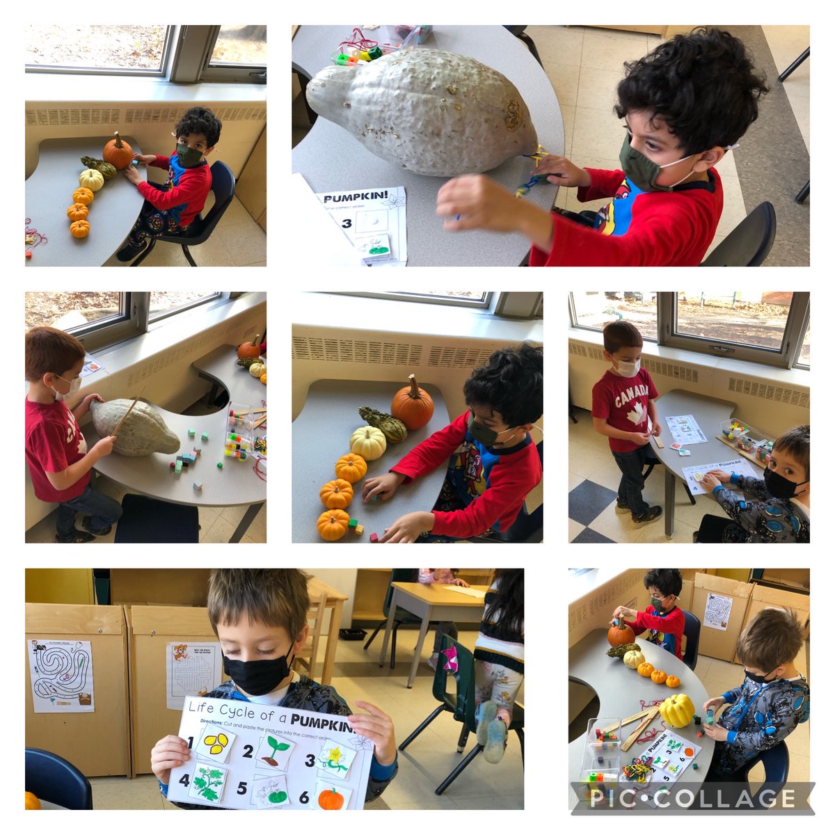 grefrench's tweet photo. Exploring different measuring tools and the life cycle of a pumpkin!!!🎃🍂🍁 @StGregoryOCSB #ocsbKindergarten #ocsbKinderMath https://t.co/xaHiOInMTG
