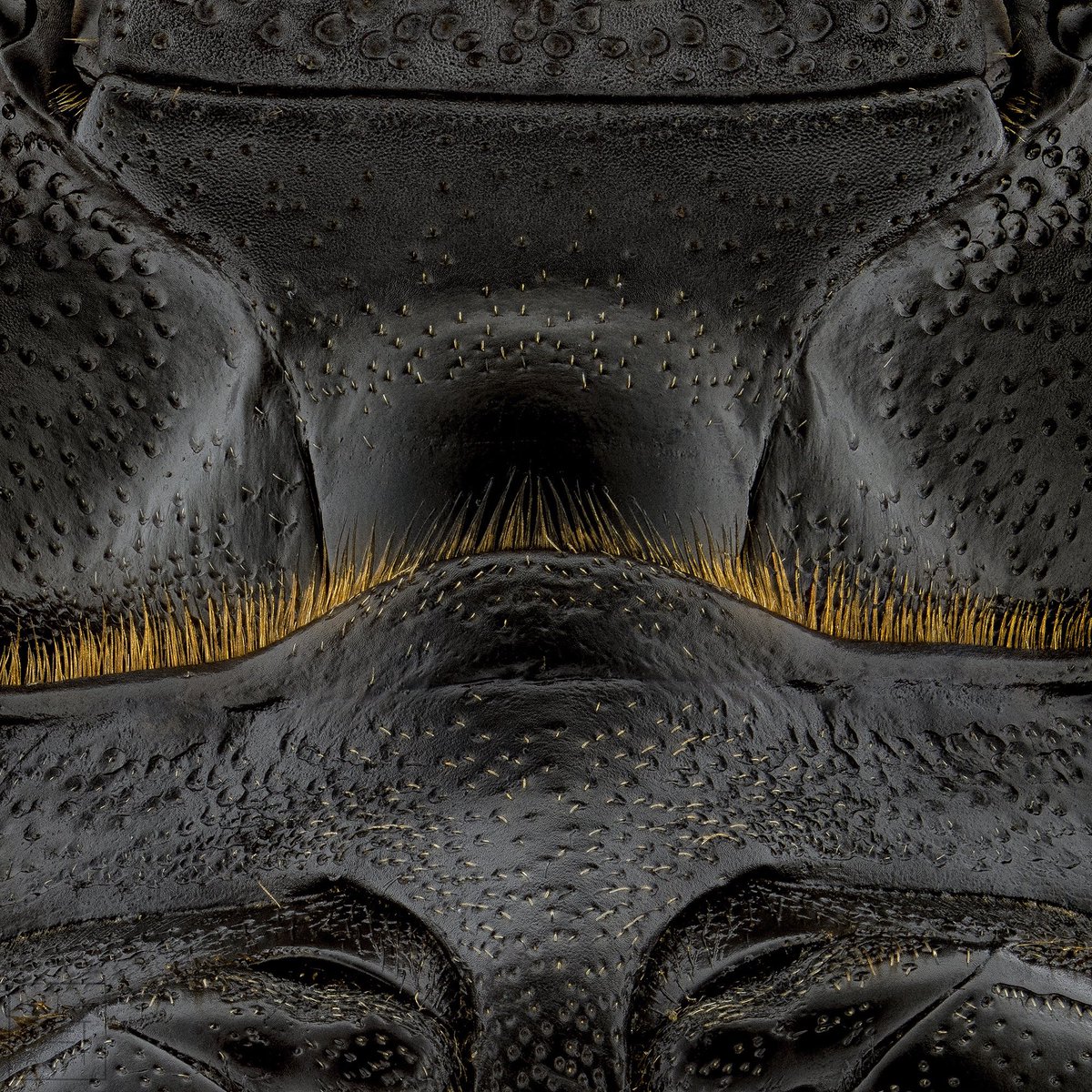 sagaOptics's tweet photo. Underside of a lesser stag beetle, Dorcus parallelipipedus. Fine hairs overlap between the moving parts to prevent dust and dirt from entering.
#dorcusparallelipipedus #balkenschröter #lesserstagbeetle #beetle #coleoptera #insects #biodiversity https://t.co/39LS0CuUDq