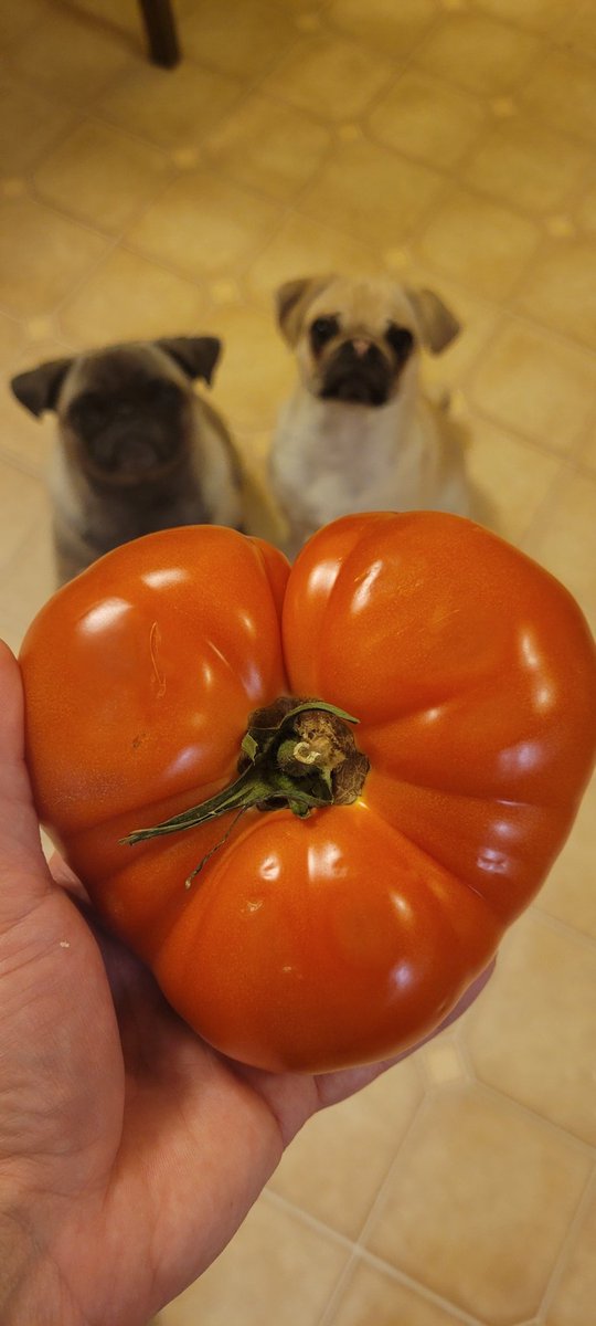 _Raven_Dolly's tweet photo. Now that's a beefsteak!!! Heart shaped too...we love you!
#beefsteak #sunsettomato #ontarioproduce #pugs #puglife #heartshaped https://t.co/N3kWV4m8Kr