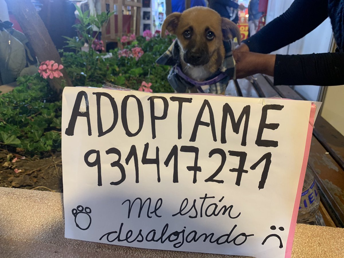lamatebusa's tweet photo. Acabo de ver a este bebé en el parque Kennedy 🥺, la dueña del lugar en donde está no lo quiere. Por favor quien pueda adoptarlo, llamar a este número. Tiene un mes y medio. 
¡RT Por favor! #adopción #lima #parqueKennedy #adopta @rescate_sos https://t.co/VNGIIS0aRM