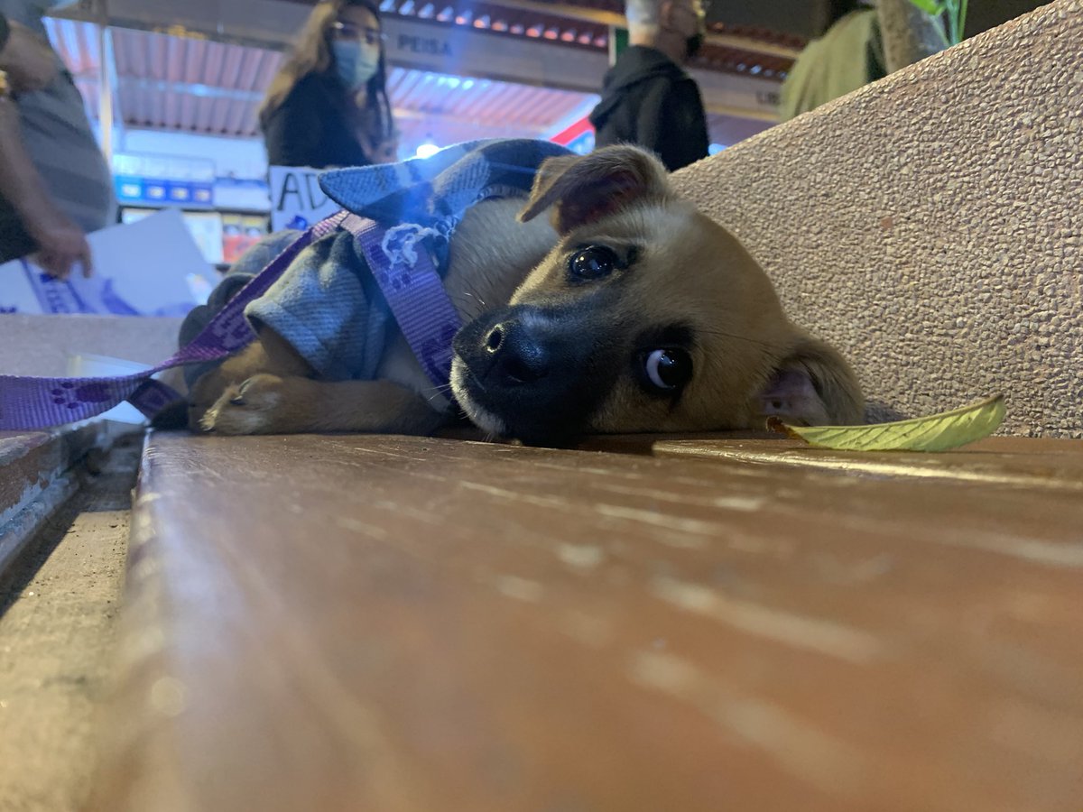 lamatebusa's tweet photo. Acabo de ver a este bebé en el parque Kennedy 🥺, la dueña del lugar en donde está no lo quiere. Por favor quien pueda adoptarlo, llamar a este número. Tiene un mes y medio. 
¡RT Por favor! #adopción #lima #parqueKennedy #adopta @rescate_sos https://t.co/VNGIIS0aRM
