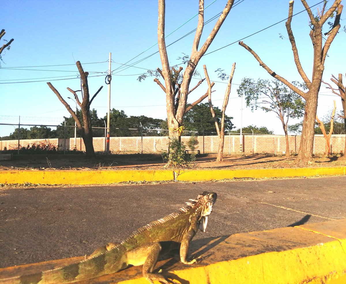 YarimeLobo's tweet photo. "Los árboles son los esfuerzos de la tierra para hablar con el cielo que escucha". (Rabindranath Tagore)

📷 Tomada de la Red
Lugar: Aeropuerto de @Valledupar_Co https://t.co/PnjwNHIPXs
