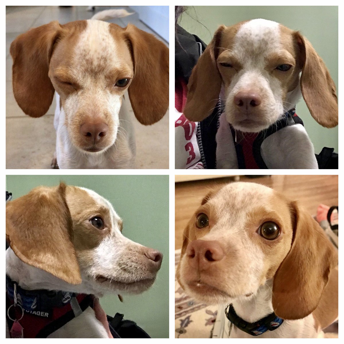 Hi friends I had to go to the vet today! I got something in my eye & it got scratched. Ouch! Dr gave me drops & my eye already feels better.  Here is me looking like a pirate & then me feeling better! #puppyproblems #beagle #pocketbeagle #lemonbeagle #dogsoftwitter