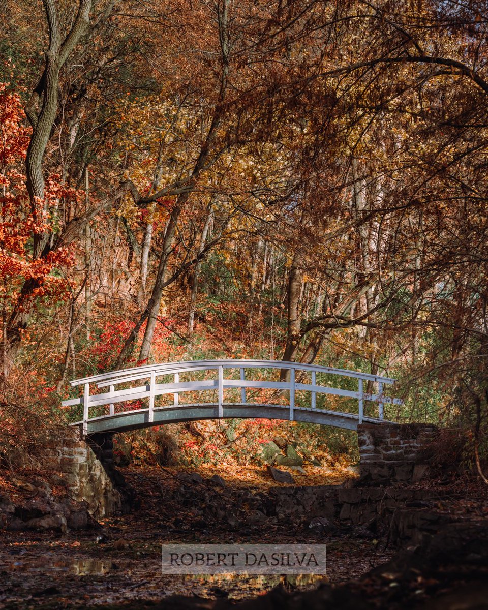 robertdasilvaca's tweet photo. Took a short vacation to the island of @Montreal this past weekend. When it wasn't raining, I went to a local park, and spotted this beautiful bench among the fall colours. https://t.co/NpZ0CtRJTK