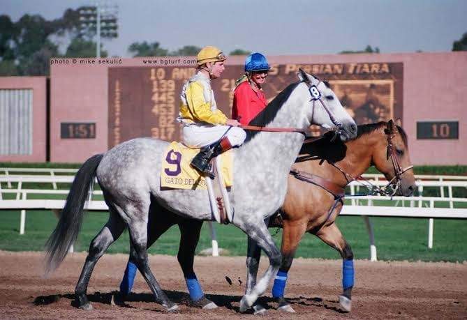 HORSERACING1002's tweet photo. GATO DEL SOL 1979
(COUGAR II - PEACEFULLY BY JACINTO)
B. Hancock and Peters (Ky) Feb, 23 1979
O. Hancock and Peters
T. Charles Whittingham
39-7-9-7 with 1,343,107 dls in earnings
Del Mar Futurity G2, Kentucky Derby G1, Cabrillo Handicap, 
#GatodelSol @stonefarmky https://t.co/LMPc04B6mo