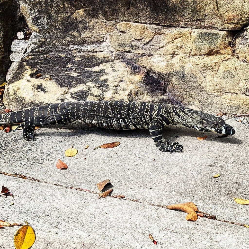 assaphmehr's tweet photo. A random #goanna, walking from the carpark to the trees at #BobbinHead. It had this serious face, and a look like it knew exactly where it was going. It was over a meter long, so no arguments there.
#Sydney #WildLife #NationalPark #Australia https://t.co/xz0J5BqHE4 https://t.co/f9ilBBYGgB