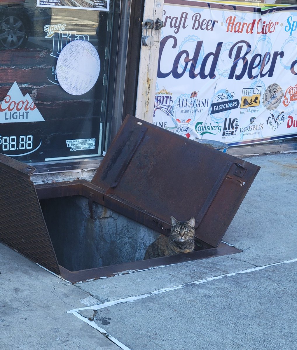 ferris316's tweet photo. @Bodegacats_ #bodegacats
#Basementkitty https://t.co/gAo94X9kw5