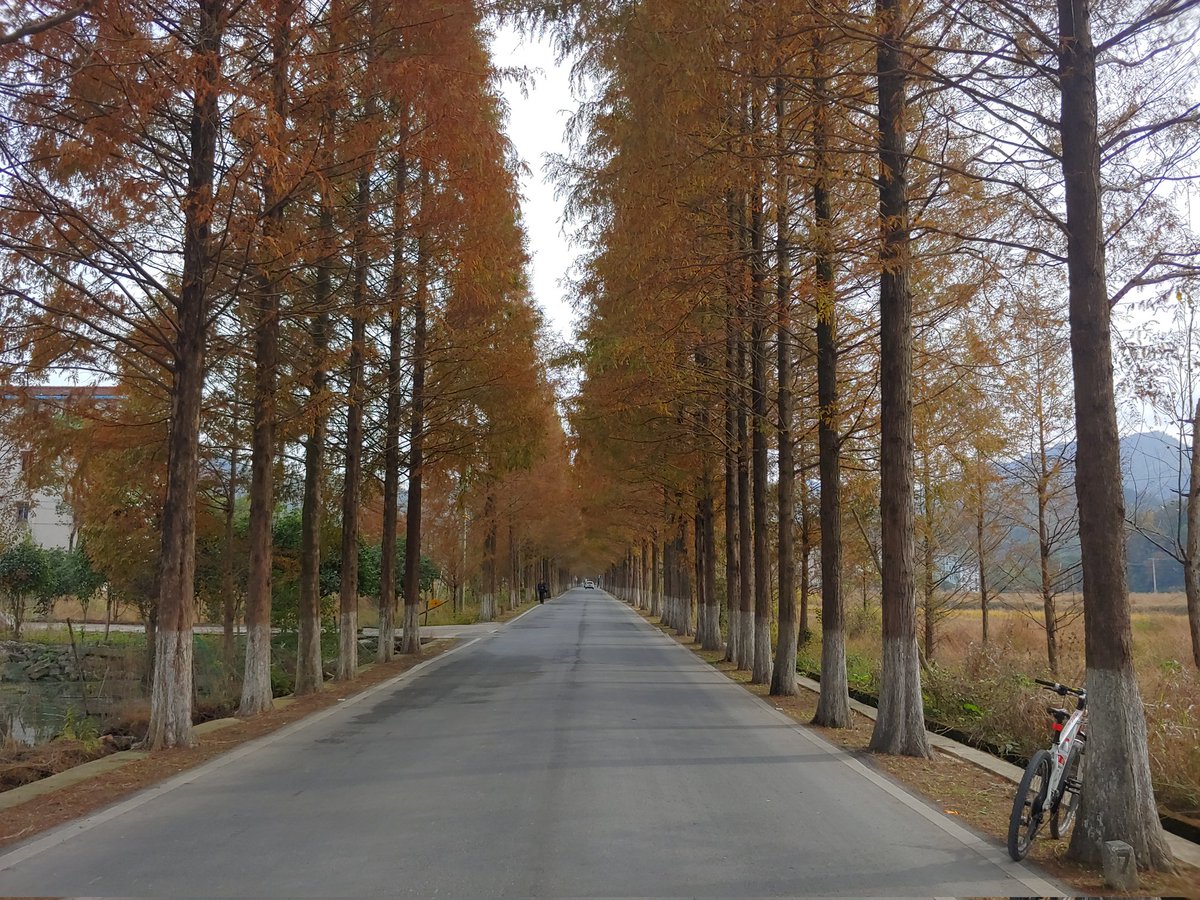 古树黄了,冬天就来了。。