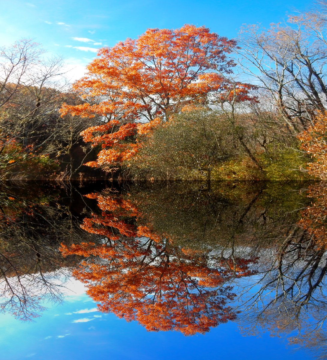 Good morning!!! It's #SymmetrySunday 
#SymmetreeSunday