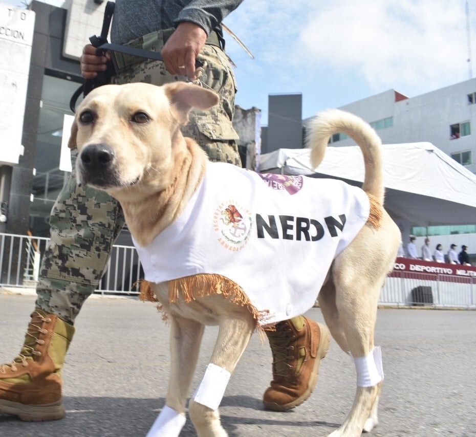 econsulta_ver's tweet photo. #Galería | 🐶¿Lo recuerdas? 
Pues fue adoptado por la SEMAR y este 20 de noviembre desfiló ya como "miembro activo" de la Marina.🤩
Se llama Nerón y tuvo mucha suerte 🤍 https://t.co/xw3MM0KaTf