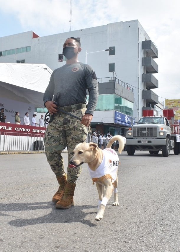 econsulta_ver's tweet photo. #Galería | 🐶¿Lo recuerdas? 
Pues fue adoptado por la SEMAR y este 20 de noviembre desfiló ya como "miembro activo" de la Marina.🤩
Se llama Nerón y tuvo mucha suerte 🤍 https://t.co/xw3MM0KaTf