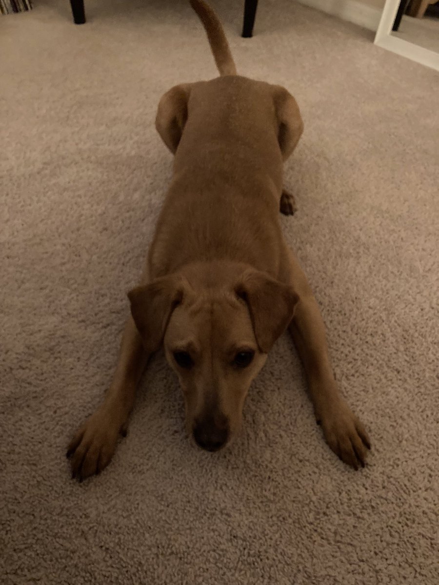 BrownLittleDog's tweet photo. We need to play. Right. Now. 🐕 #dogsoftwitter #dogproblems https://t.co/JwNzIwiBGv