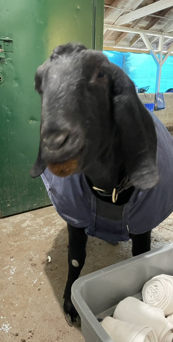 1_misterman's tweet photo. @USACheetos who said Goats canβt eat Cheetos? I can wear them too! π€£π€£π€£ππ#Cheetos #OrangeMouth @ChurchillDowns @JorgitoAbrego #TooGoat https://t.co/VA4zBrsnA9
