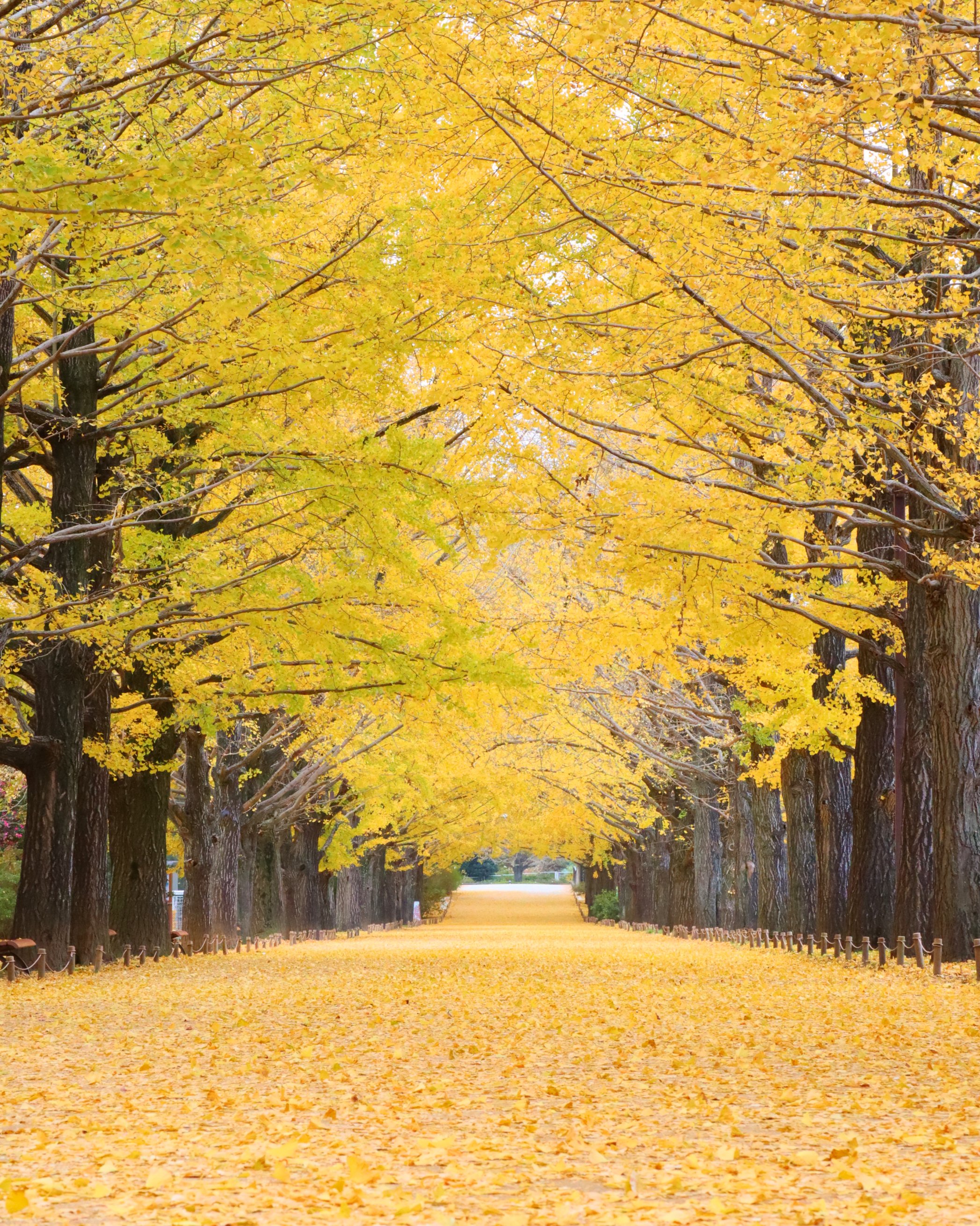 イチョウの木 国営昭和記念公園 on X: 