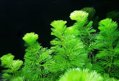 子ども科学電話相談 ベニクラゲは不老不死だけど ベニクラゲを食べたら不老不死になれるの 2ページ目 Togetter