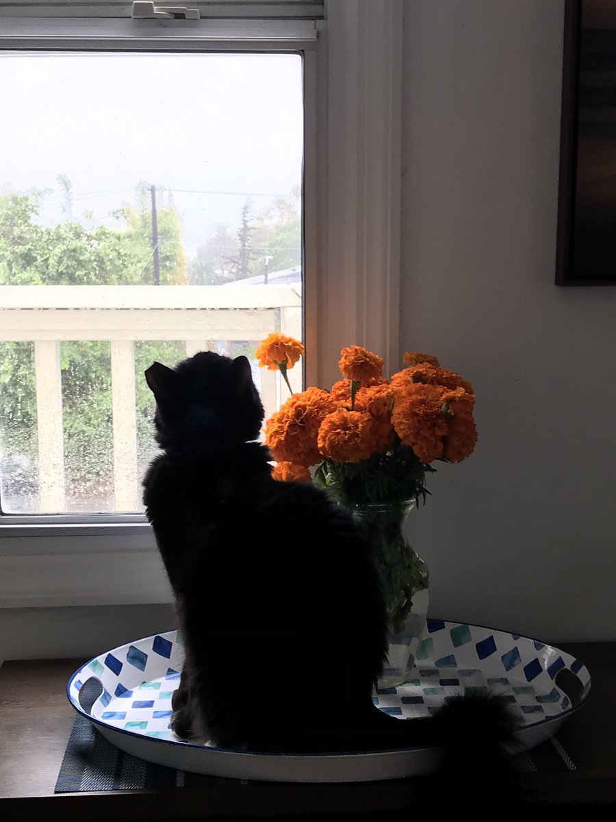 HMNauthor's tweet image. 