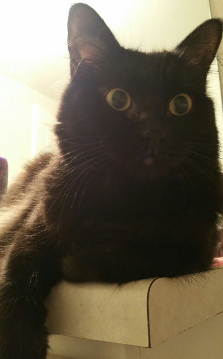 LauraInTheMovie's tweet photo. My 6 year old cat has #cancer. She is so kind and loving to me and her animal siblings. I'm doing what I can to help her get better. I created a fundraiser to help with the costs of chemotherapy treatment. https://t.co/3hZi7pagwR Thank you for your support. #Cats #CatsOfTwitter https://t.co/wy92J0rxXY