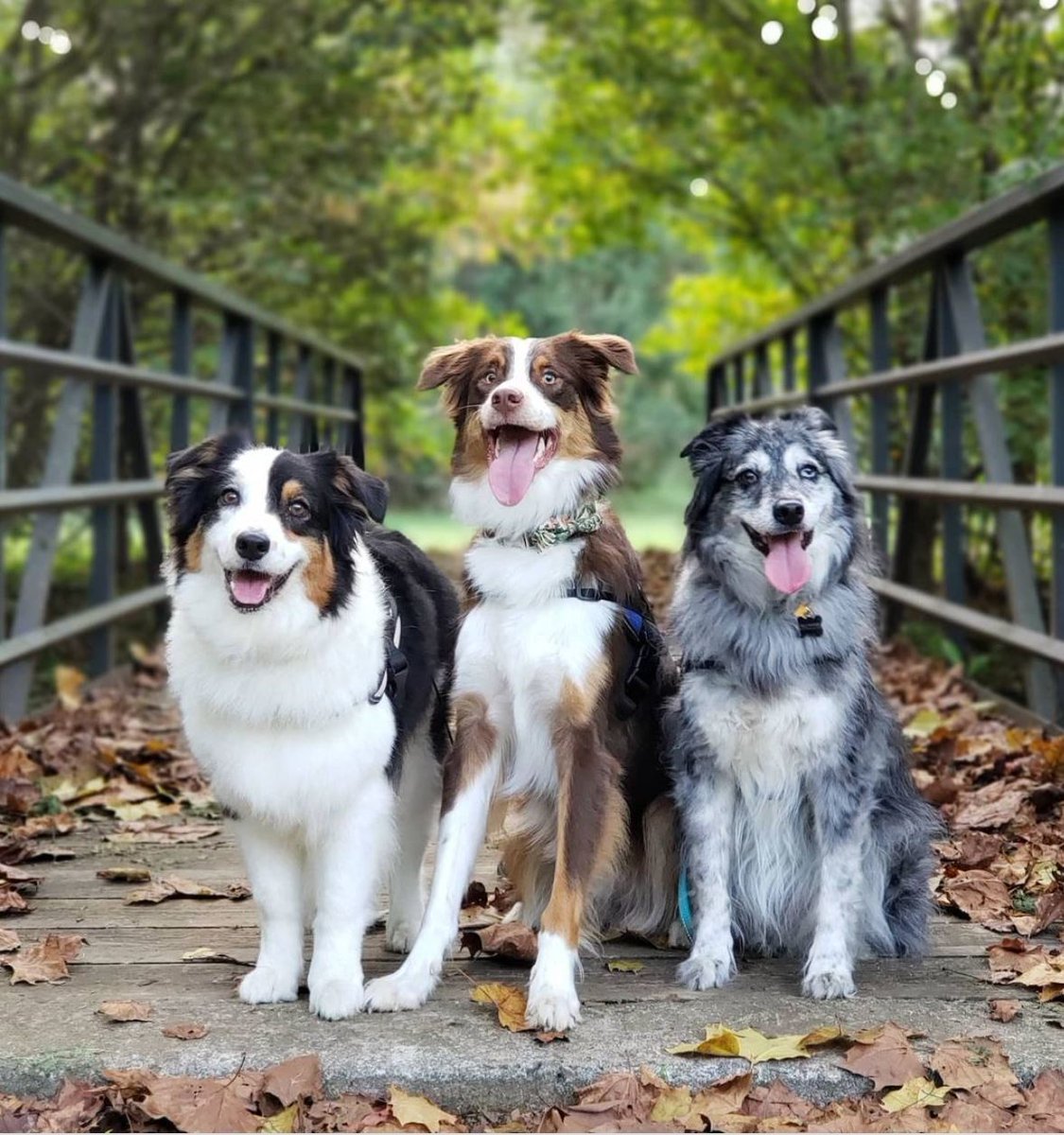 The gang's all here. 📸: @trioofaussies