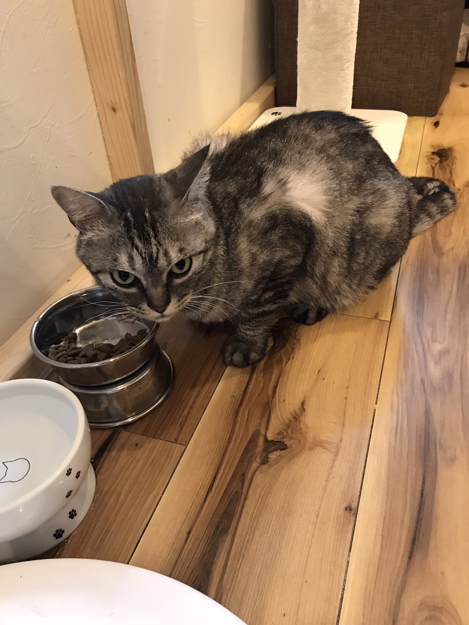 鹿浜にゃんこ会 野良猫問題を考える 3g7isb1rrkqm9h1 Twitter
