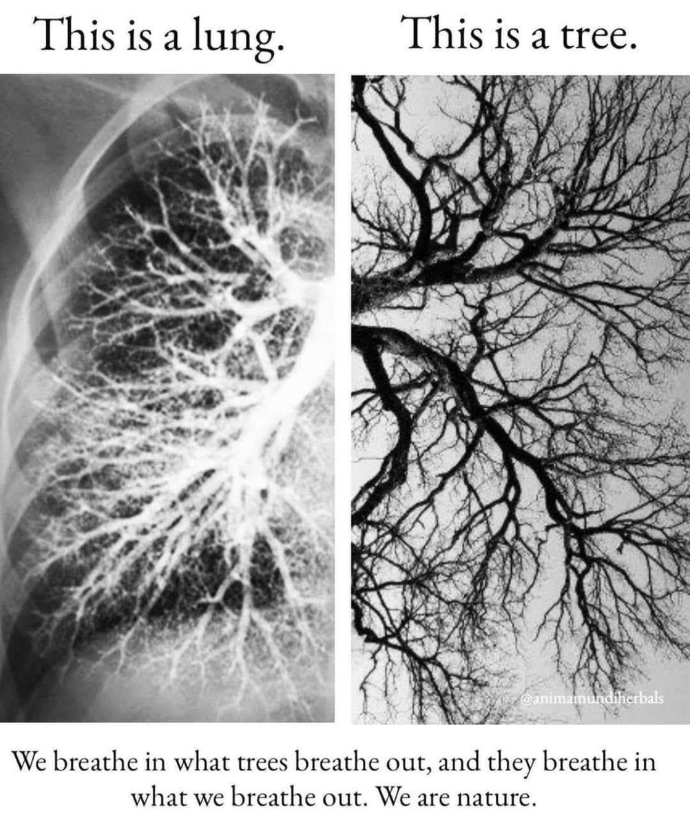 Musicolorista's tweet photo. Pulmón / árbol.

Lo que uno emite, el otro lo recibe. Lo que uno recibe, el otro lo emite.

Me acabo de cargar el "cambio climático". https://t.co/Svt4gJyieB
