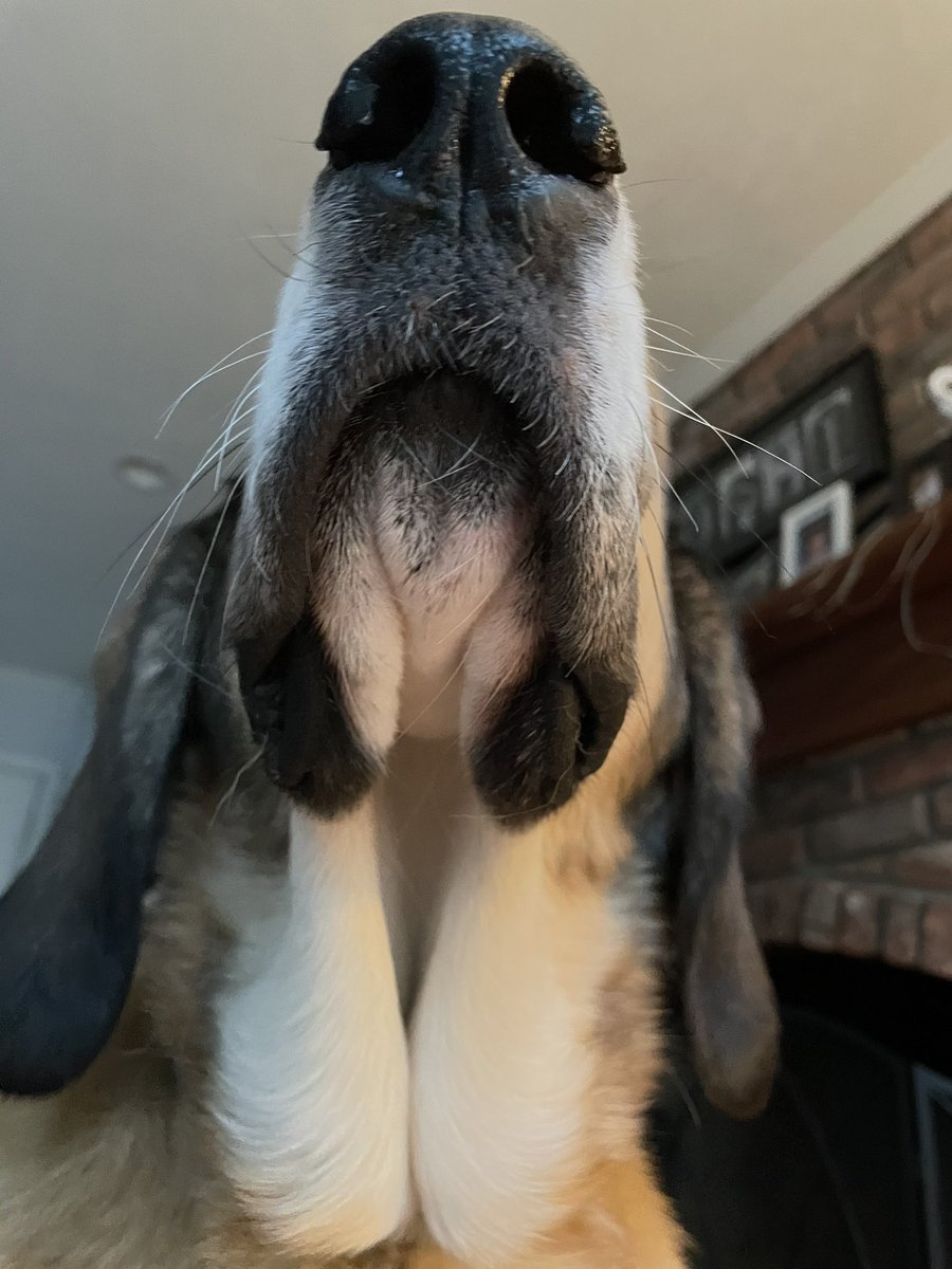 PaxPuppy's tweet photo. Do I have a turkey neck or any wrinkles? https://t.co/9Y2cdHxw4Y