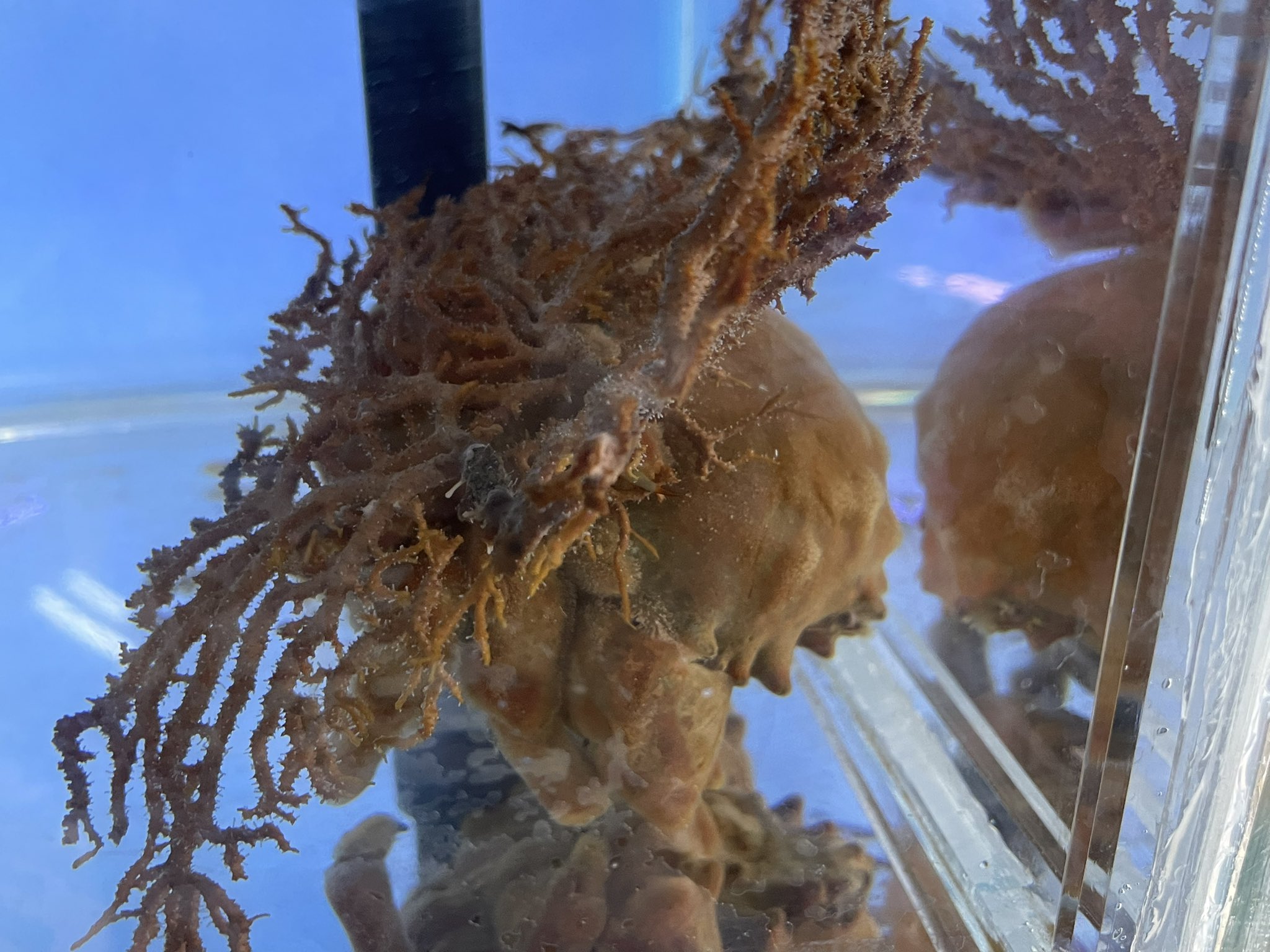 ベッセル ｖｅｓｓｅｌ 海水魚 サンゴ 専門店 21日 日 入荷情報 アサノエダサンゴ オオカイカムリ ヒメセミエビ ゾウリエビ ダイノウサンゴ ネジレカラマツ ヤギ各種 ウチウラタコアシサンゴ オオイボヤギ ニクイロクダヤギ他です T Co