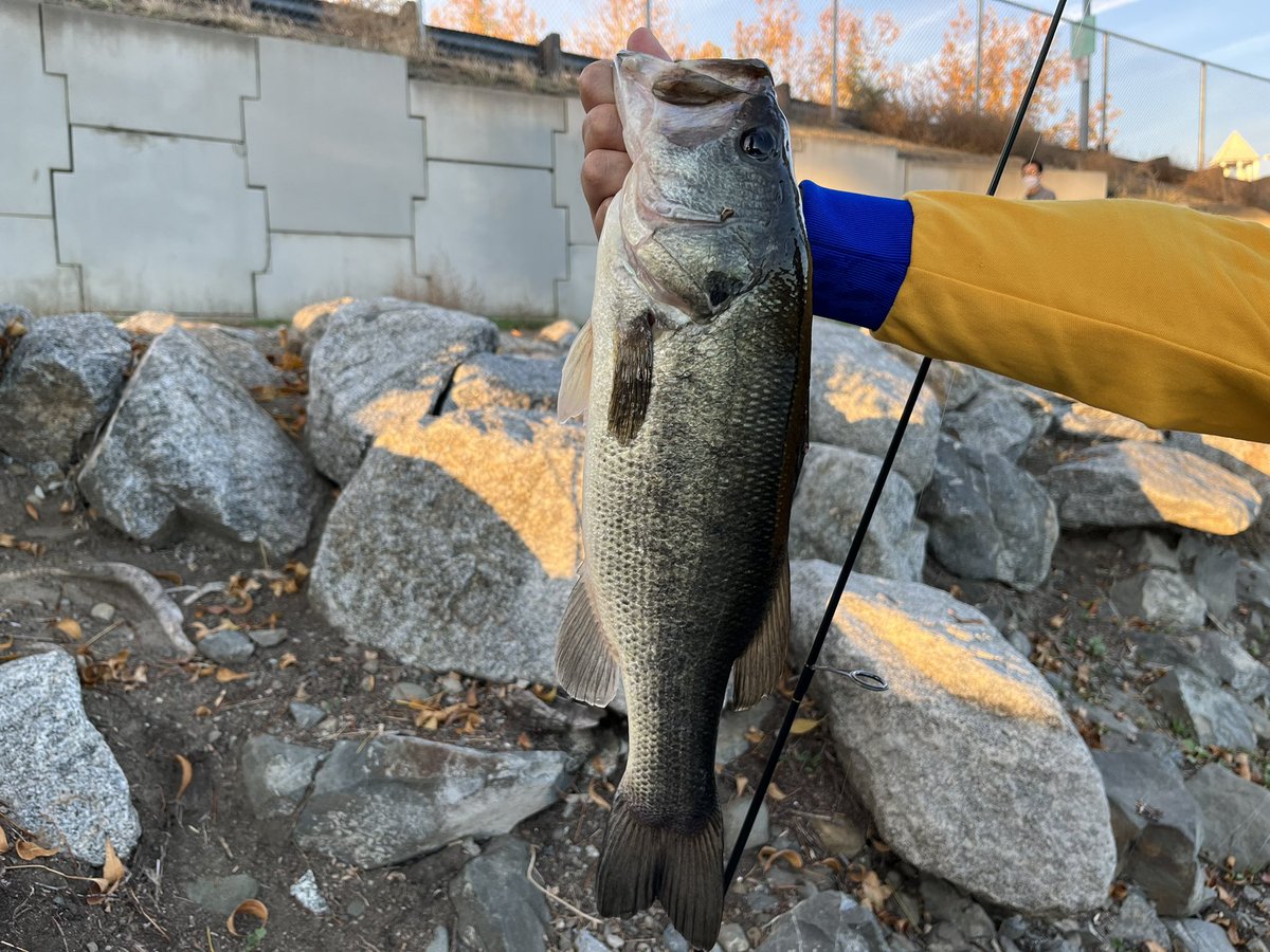 PKMN_trainer238's tweet photo. 家から30分くらいの公園で45cm‼️
アメリカだからって全然甘くなくスモラバで搾り出しましたが、その辺の公園でこのコンディションの40UPが釣れるのはすごい。 https://t.co/952YUKhE1O