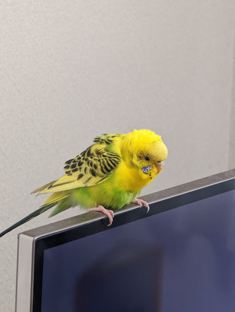 Jiruyoy's tweet photo. 窓の外にインコいるなーと思い、窓開けた瞬間に部屋に侵入してきた。
どうしよう。
#迷い鳥
#インコ https://t.co/N9FprXzei6