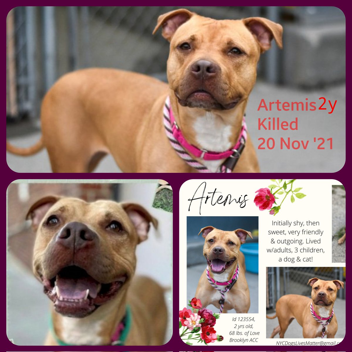 ginachron's tweet photo. Yesterday Tekashi. Today they killed Artemis - a sweet girl who had lived with adults, 3 children, a dog and a cat. Shy, then giving kisses and wanting pets. No new list until 6pm Sun, another 24hrs, but they went ahead anyway, they just cdn't wait. 😡😡😡 https://t.co/dbEJuoaKvq