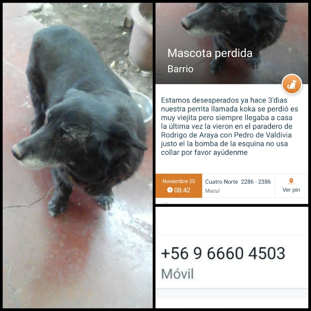 ATENCION COMUNA DE MACUL SE BUSCA A KOKA POR FAVOR ATENTOS LA HAN VISTO EN VARIOS PUNTOS DE LA COMUNA. POR FAVOR SI LA VEN RETENER Y LLAMAR <a href="/botaspuesta/">Paula BotasPuestas</a>