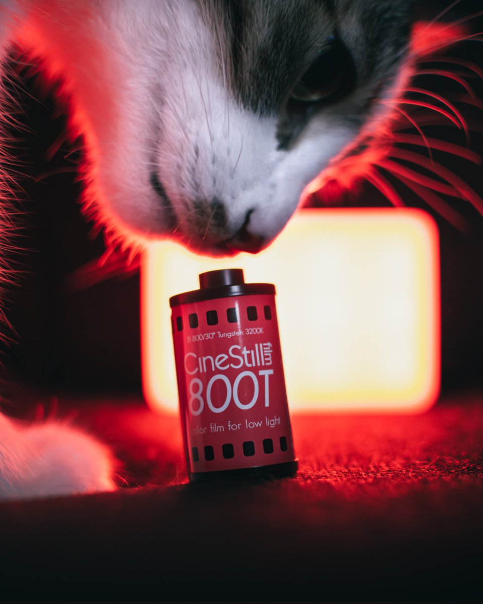 alex_windu's tweet photo. My cat snooping around. 
#cinestill800t #lights https://t.co/2qa6hm5wZC