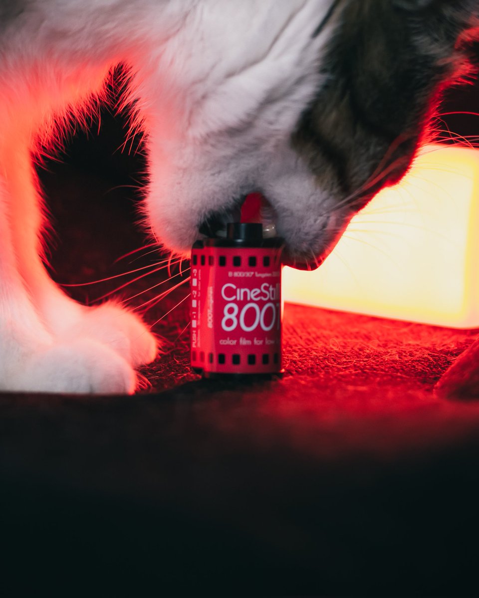 alex_windu's tweet photo. My cat snooping around. 
#cinestill800t #lights https://t.co/2qa6hm5wZC