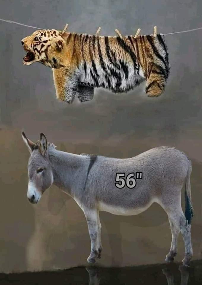 VinodYuvanThala's tweet photo. புலிப்போர்வையில் வரு கழுதை 56 Inch...
#WeNeverStandWithModi
#modimadedisaster
#ModiWorstPmEver https://t.co/i4fvoItbvf