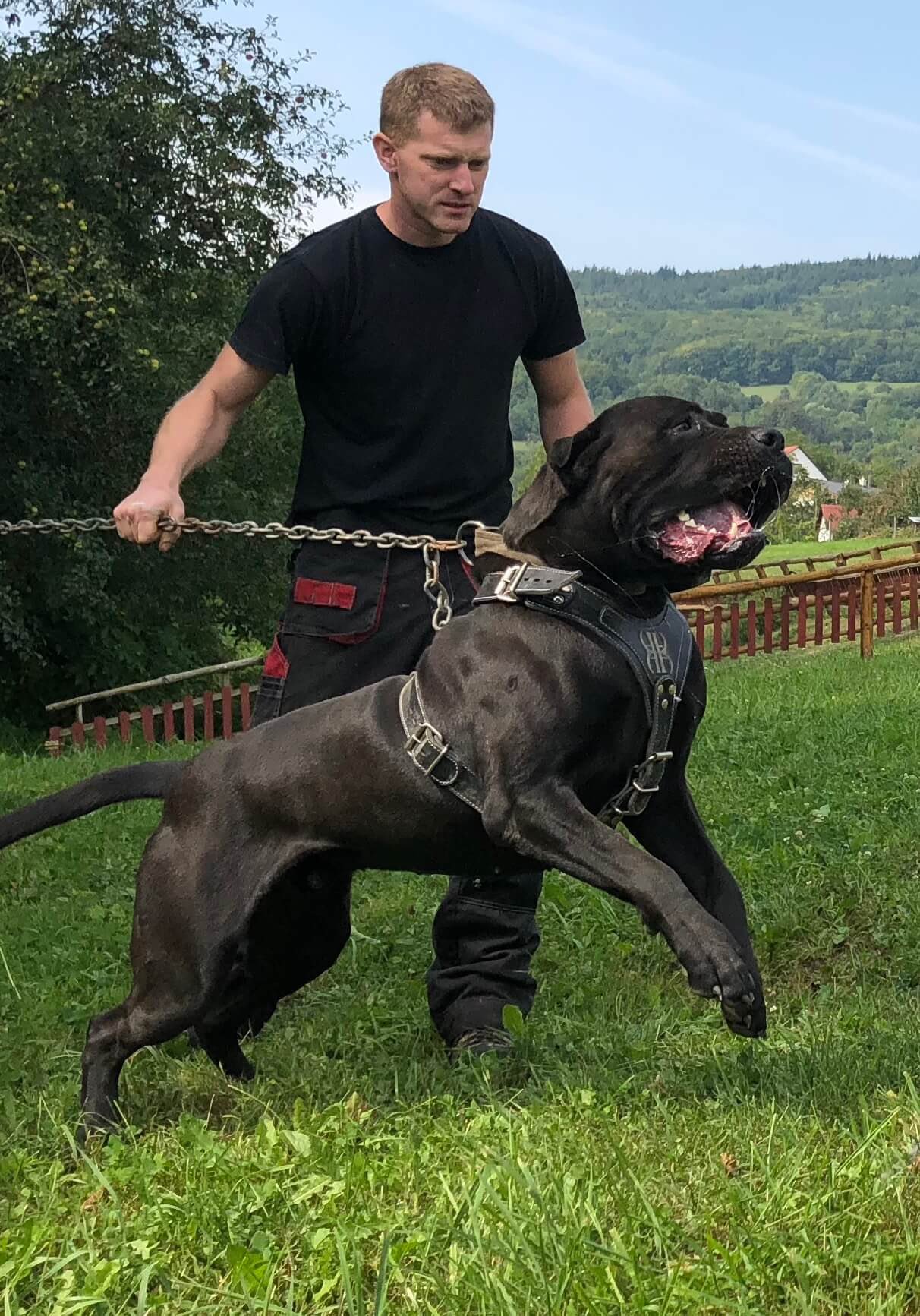 Zeeslak van nu af aan Delegeren Andante Bandog Kennels (@AndanteBandog) / Twitter