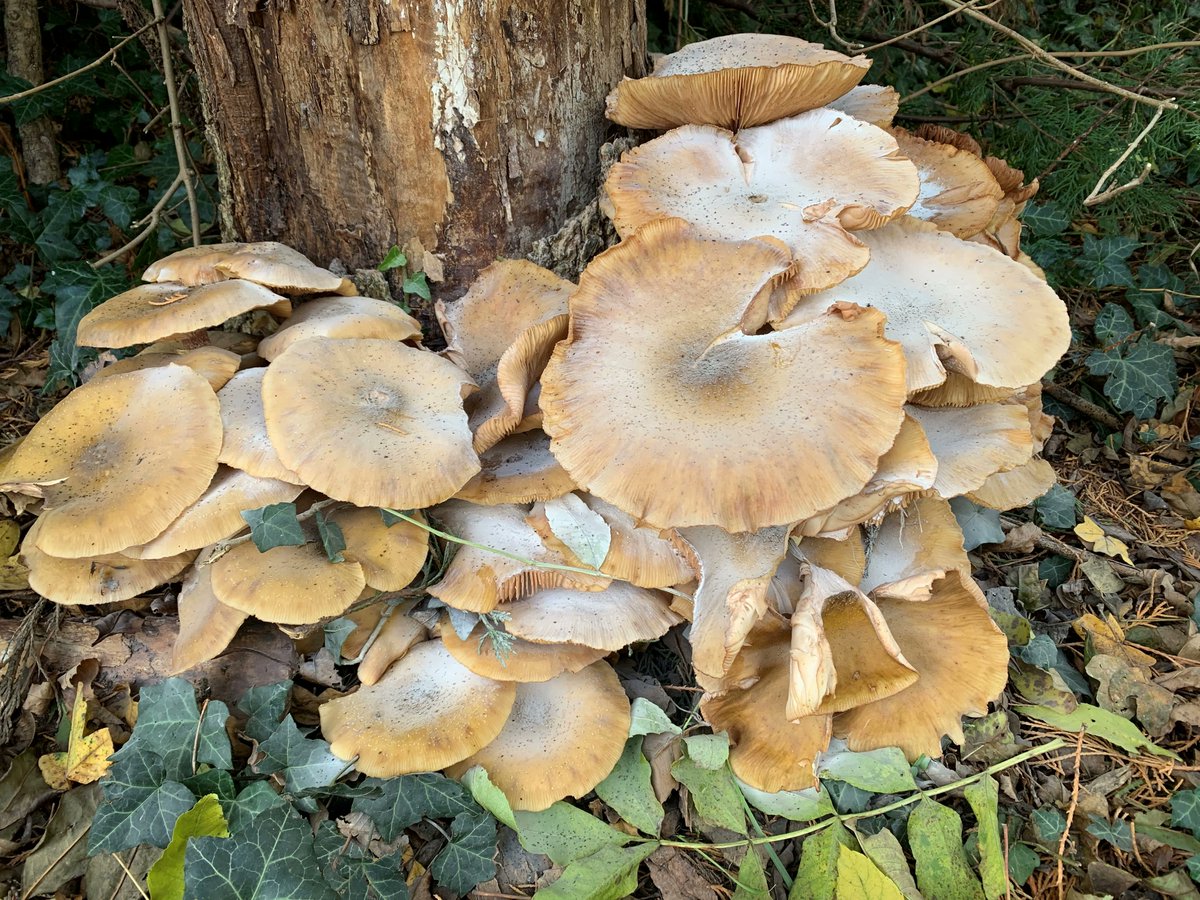 ChattyGardener's tweet photo. That was something I didn't want to find. Honey fungus on one of the trees on our drive. #GardenDisaster https://t.co/MDaFTld9PE