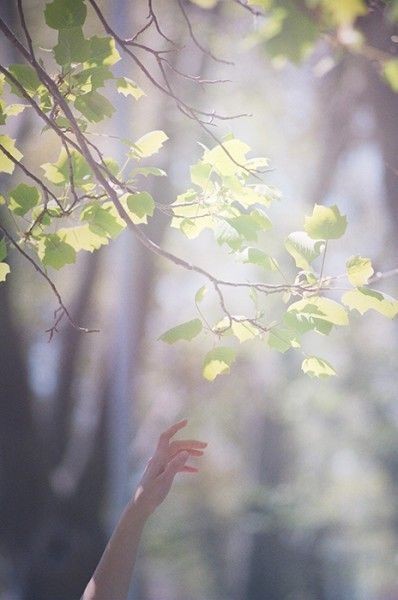 arboles_magicos's tweet photo. Hay una palabra muy poética que usan los japoneses para definir la luz que se filtra entre los árboles: komorebi. 
El Komorebi te invita a conectarte con la naturaleza y con tus propias raíces primordiales.
Buenos días, feliz domingo. https://t.co/ojbAJbyOPa