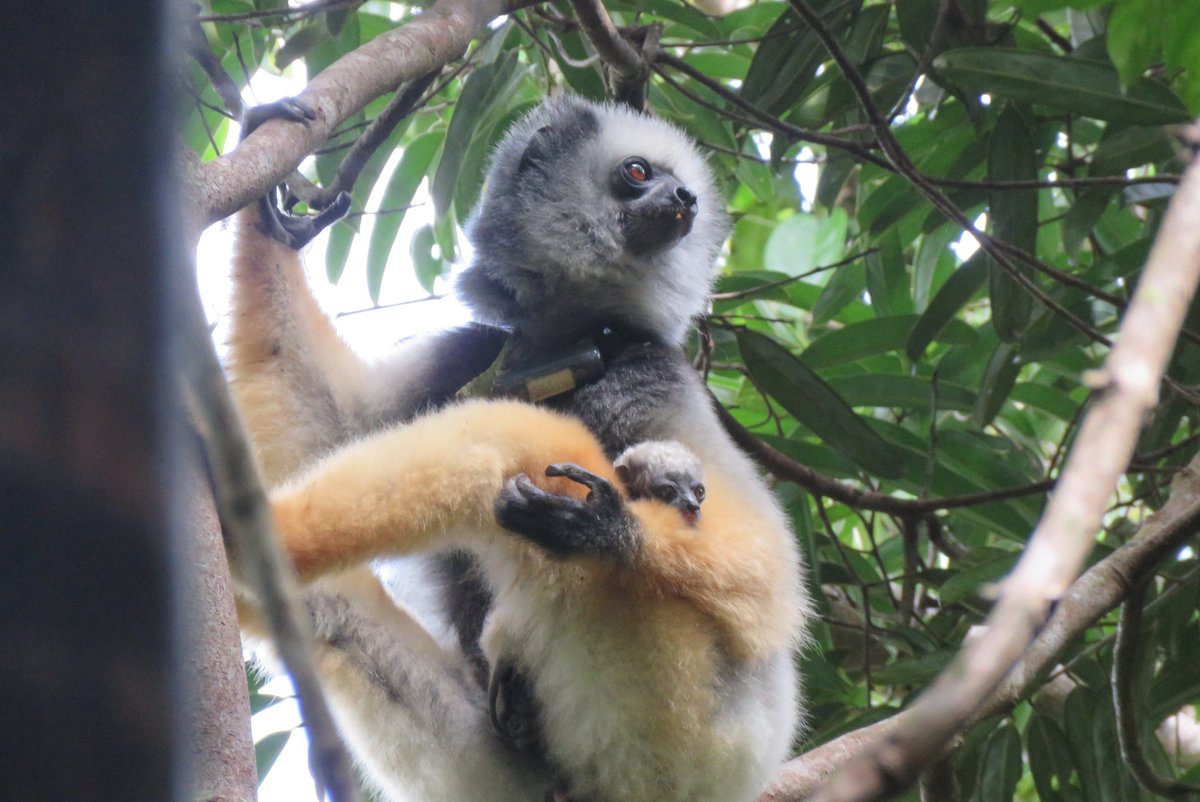 T_Andrevory's tweet photo. A child care moment... #Diademed_sifaka of Betampona natural reserve. #SaveLemurs #Research https://t.co/kR6Mkctsw8