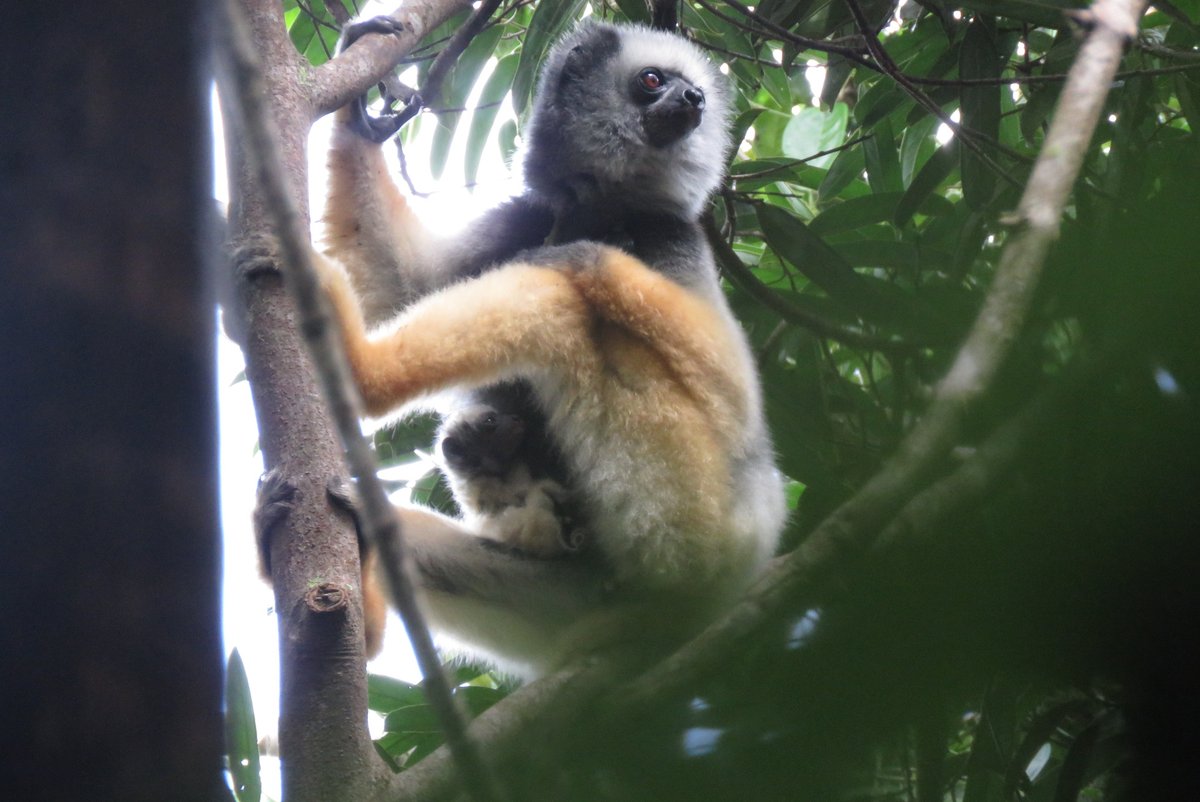 T_Andrevory's tweet photo. A child care moment... #Diademed_sifaka of Betampona natural reserve. #SaveLemurs #Research https://t.co/kR6Mkctsw8