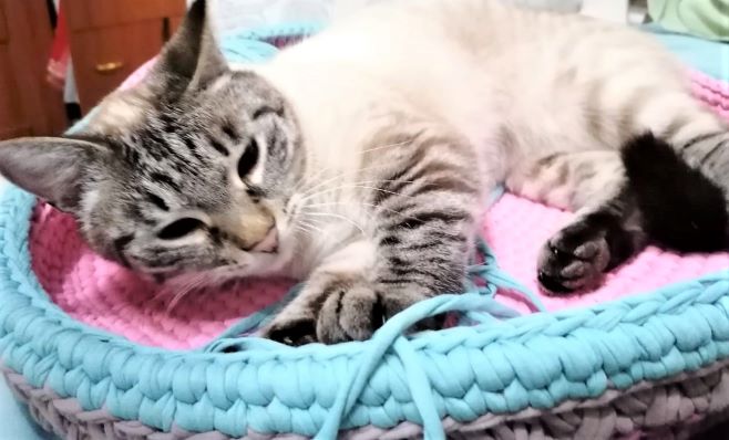 Лежанка для кота из трикотажной пряжи крючком youtu.be/nPmul97Tt08 через <a href="/YouTube/">YouTube</a>