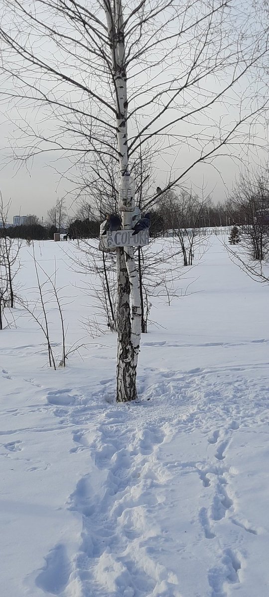 Сорокам вход воспрещён)