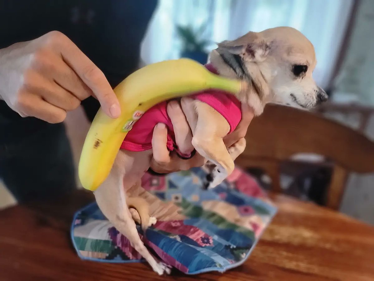 nazyjavid's tweet photo. CUTE SIZED DOG: "God only lets things grow until they are perfect. Some of us didn't take as long as others 🍌🐕🐾😆." #Chihuahua #dogsoftwitter #dogsarelove #thisdog #cute #barbiewilson https://t.co/WBPaCAMKB7