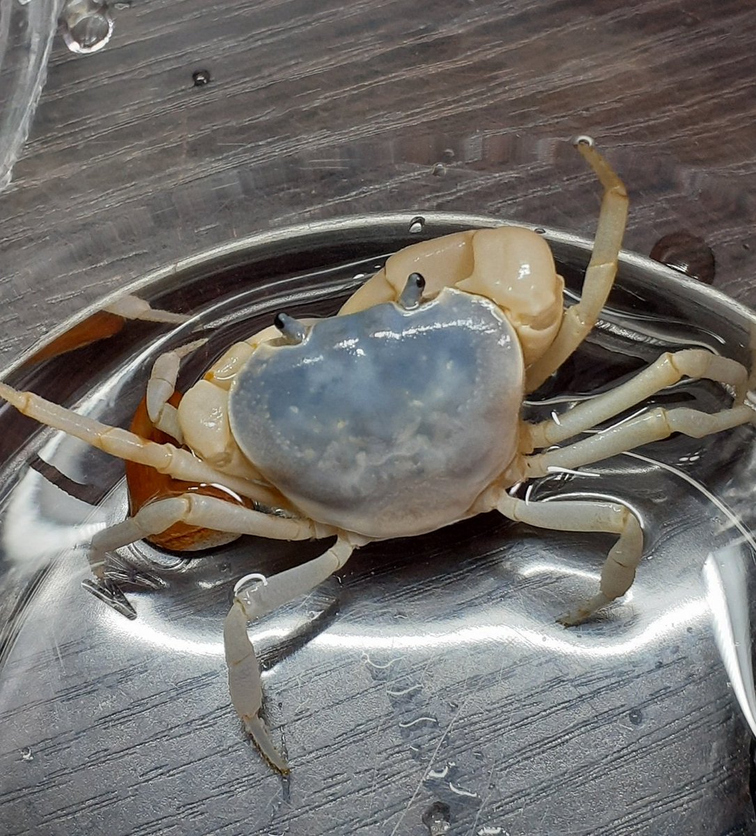 野生のサワガニはしいの実を食べるらしいので試しにあげてみたらこうなった 宮沢賢治の世界やん Togetter 野生のサワガニはしいの実を食べるらしいので試しにあげてみたらこうなった 宮沢賢治の世界やん Togetter