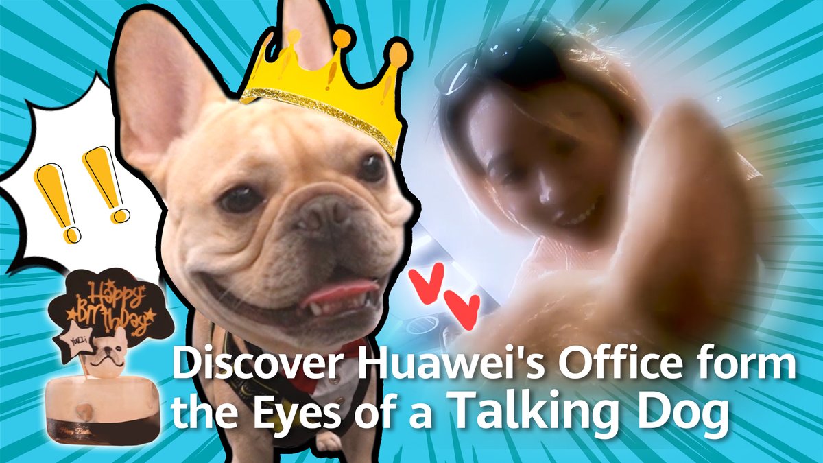 IT_Huawei's tweet photo. Youzi the talking dog spent his birthday at our #Shenzhen campus. Join him for a look at #Huawei through his eyes. Watch here: https://t.co/xnryjc2abR #HuaweiIT https://t.co/NrOMicCmjO