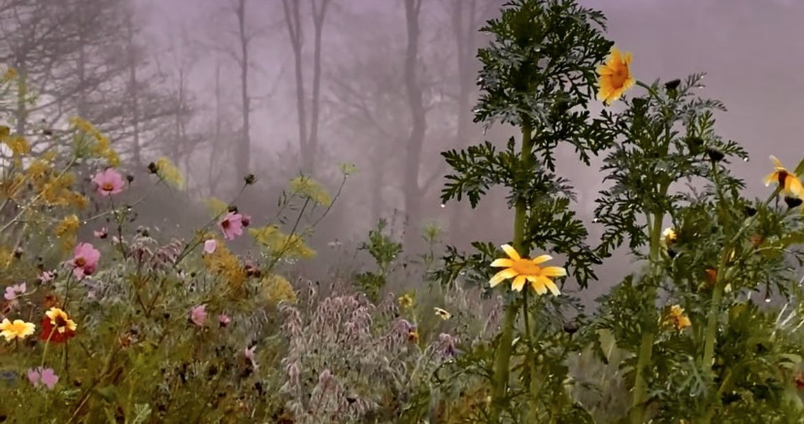 WaltzGarden's tweet photo. Summer in late Autumn haze https://t.co/qj9qSiH9FD