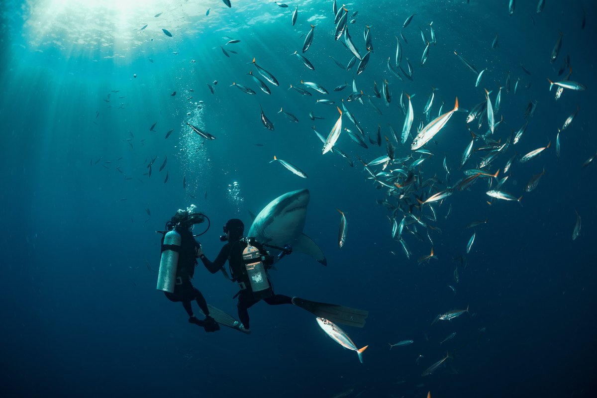 PrivateKeyEvent's tweet image. You know the saying don’t knock it till you try it ? You should definitely try it 😱 maybe? 

#luxurylifestyle #luxury #luxurylife #realestate #travel #luxuryhomes #lifestyle #love #money #fashion #miami #millionaire #entrepreneur #instagood #sharklife #shark #insane